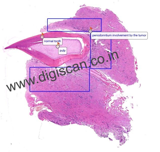 Complete Histopathology Digital Slides Set (System-Wise & Organ-Based Collection)